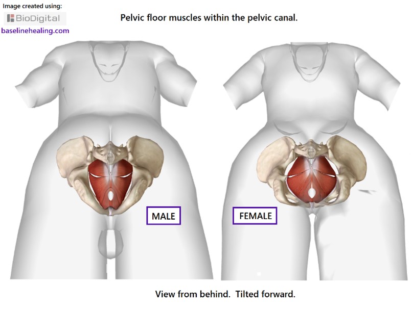 Pelvic floor muscles - Mayo Clinic