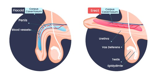 Erectile Dysfunction is the Difficulty or Inability of the Corpus Cavernosum to Fill With Blood