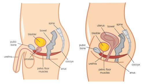 Male and Female Pelvic Floor Side View